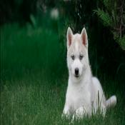 Rádio black-damon-radio.de