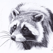 Rádio racoonradio