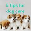 undefined 5 tips for dog care