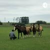undefined Anemia Infecciosa Equina