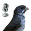 undefined Aves & Árvores