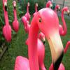undefined Flamingo Breeze