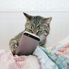 undefined MyThreeCats.com Podcast Series