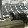 undefined MIAU
