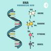 undefined Podcast - 8005, 8032, 8039 (RNA & its Evolution)