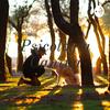 undefined Psicología Canina