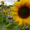 undefined The Nature Garden: gardening, wildlife and nature notes