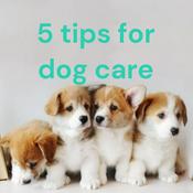 Podcast 5 tips for dog care