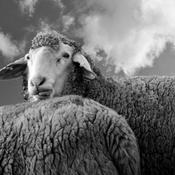 Podcast And now what? Doing Political Theory