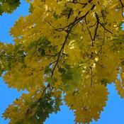 Podcast Carrie's Podcast