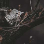 Podcast Creepy Crossroad