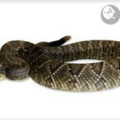 Podcast Efeitos Da Crotamina No Metabolismo