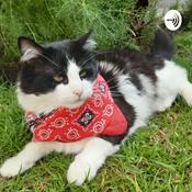 Podcast Gatos Domésticos: Historia