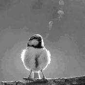 Podcast Weird Stories; If Fog Could Sing