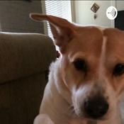 Podcast Katelin’s Knapsack books