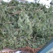 Podcast Kitsilano Growing Circle