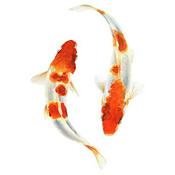 Podcast Koi Club
