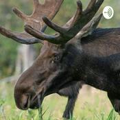 Podcast Moose Facts