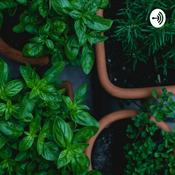 Podcast Natural Home made cure for typhoid malaria and ulcer