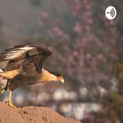 Podcast Os Animais Mais Interesantes