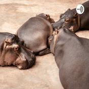 Podcast Big Chungus Podcast