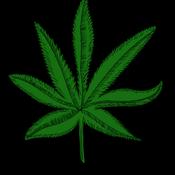 Podcast THC