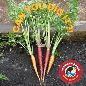 Waiheke, Can You Dig It?!